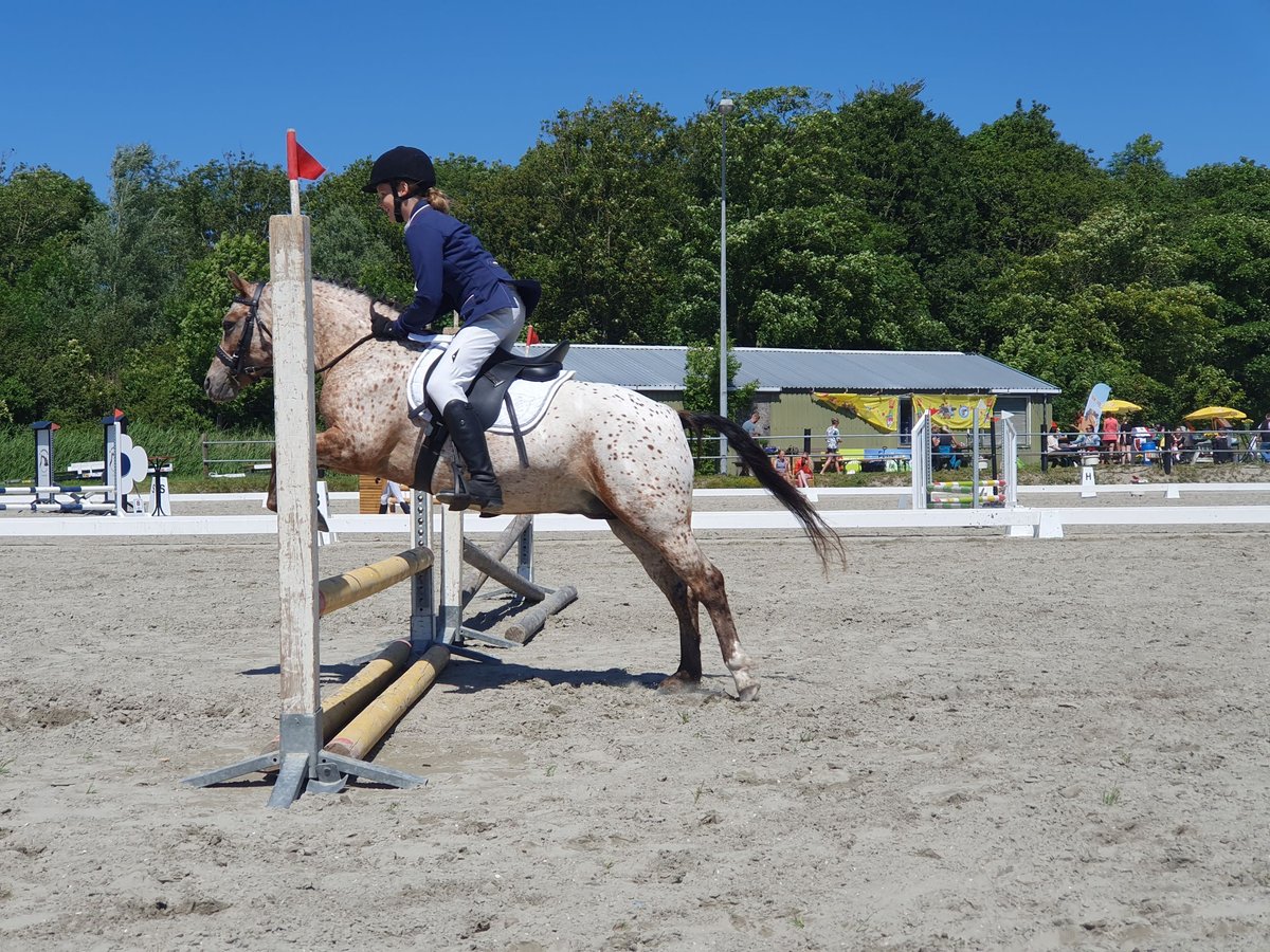Knabstrupper Stute 5 Jahre 120 cm Tigerschecke in Oterleek