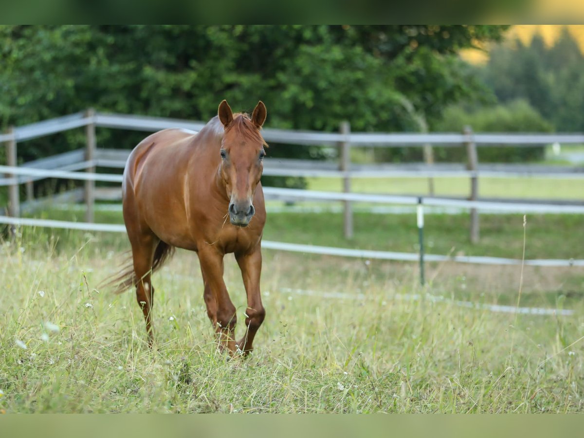 Knabstrupper Stute 6 Jahre 155 cm Fuchs in Sirnitz / Albeck