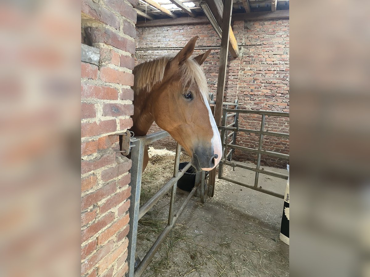 Knabstrupper Stute 8 Jahre 151 cm Fuchs in Butzbach