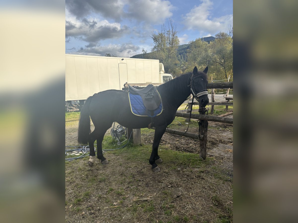 Knabstrupper Stute 9 Jahre 152 cm Rappe in Pruggern