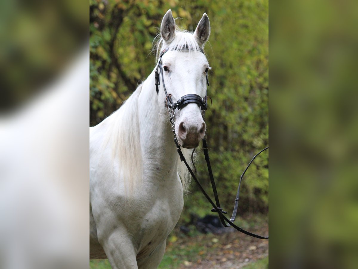 Knabstrupper Stute 9 Jahre 155 cm White in Ro&#xDF;haupten