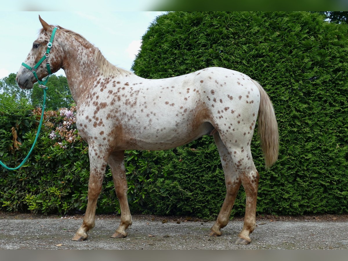 Knabstrupper Valack 4 år 160 cm Leopard-Piebald in Lathen