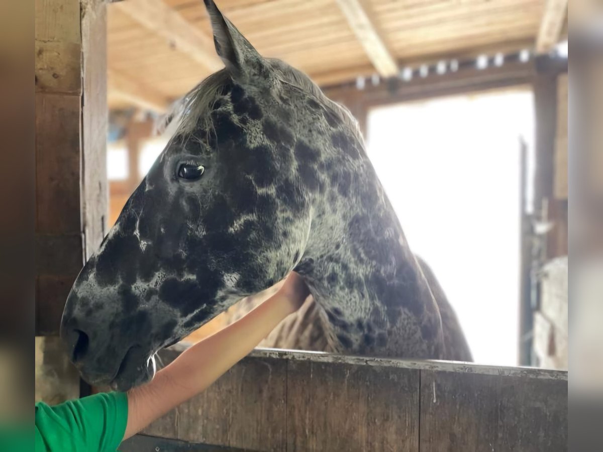 Knabstrupper Valack 9 år 150 cm Leopard-Piebald in Bielefeld