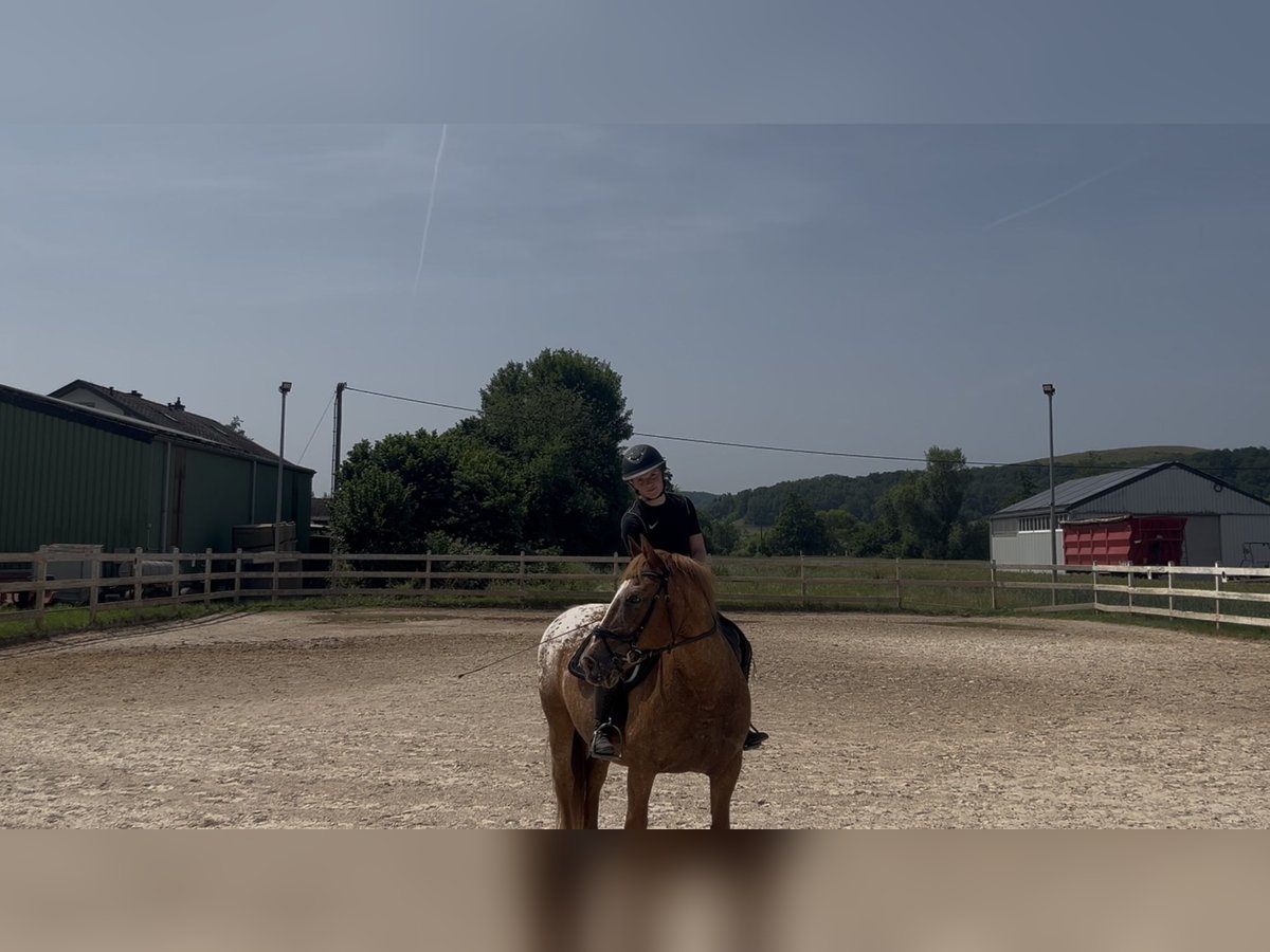 Knabstrupper Wallach 14 Jahre 138 cm in Esch