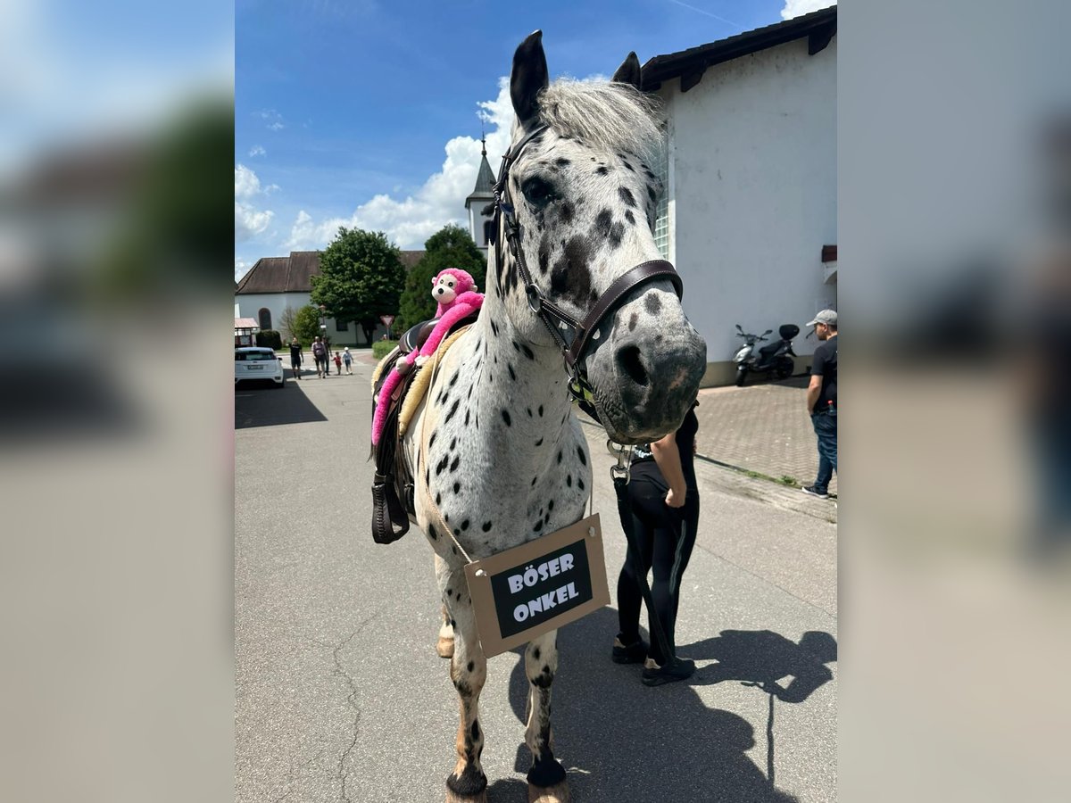 Knabstrupper Mix Wallach 14 Jahre 153 cm Tigerschecke in Wehr