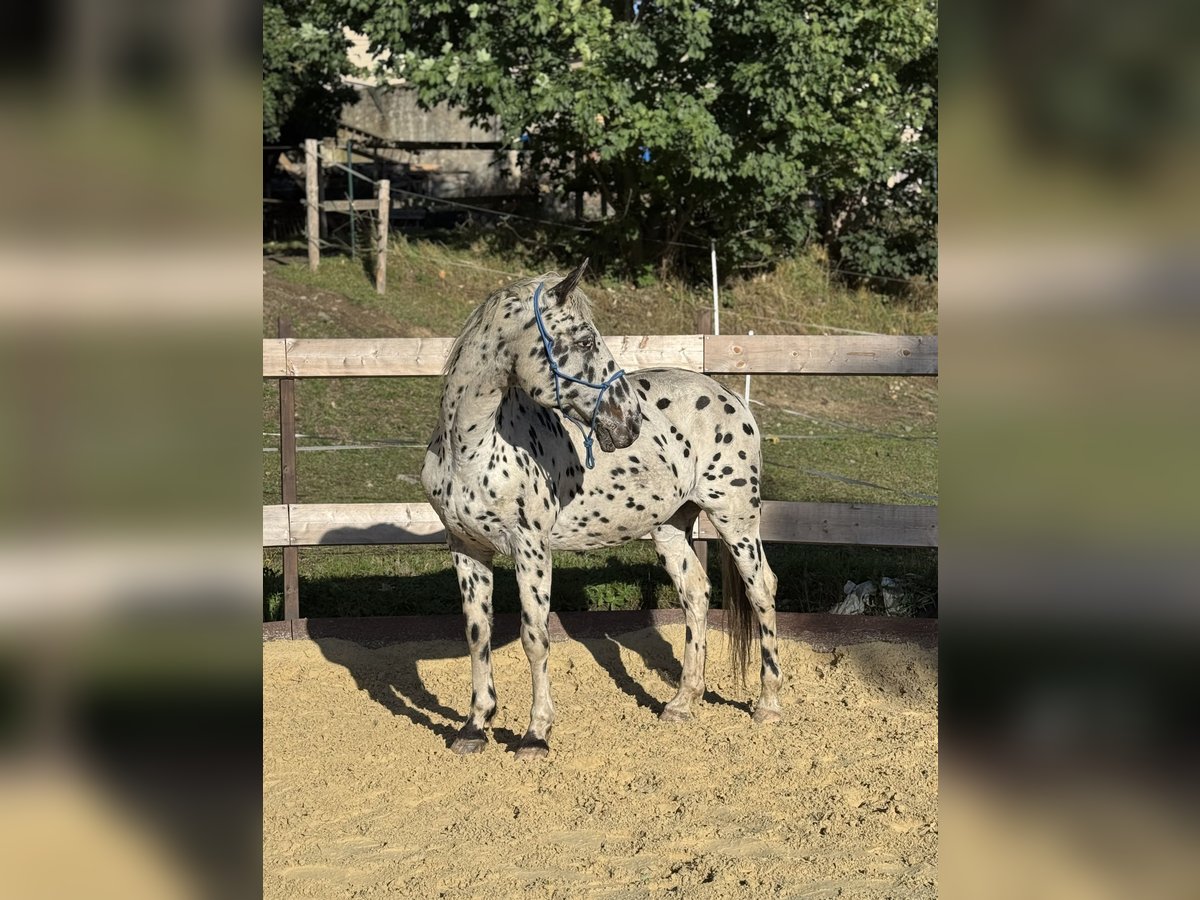 Knabstrupper Wallach 20 Jahre 158 cm Tigerschecke in Gefell