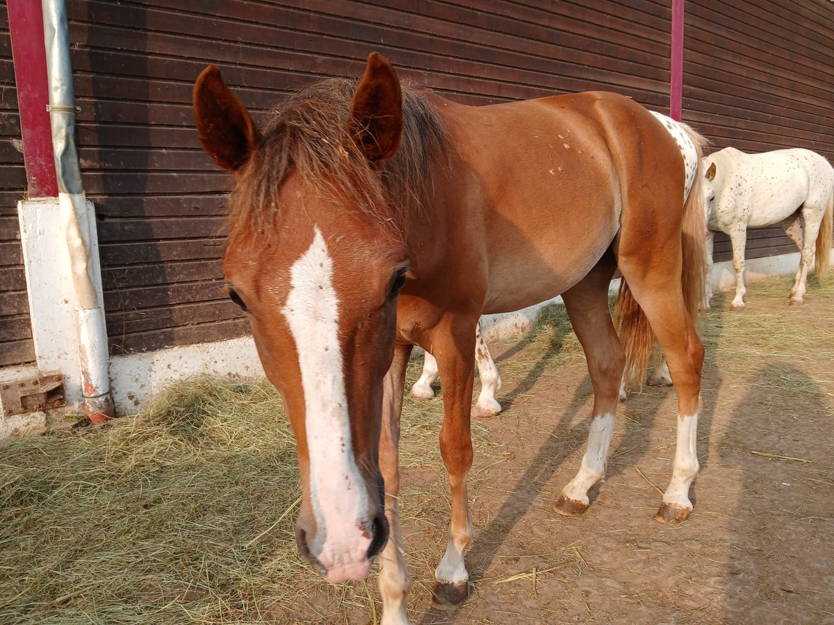 Knabstrupper Wallach 2 Jahre 139 cm Schecke in Bad Wildungen