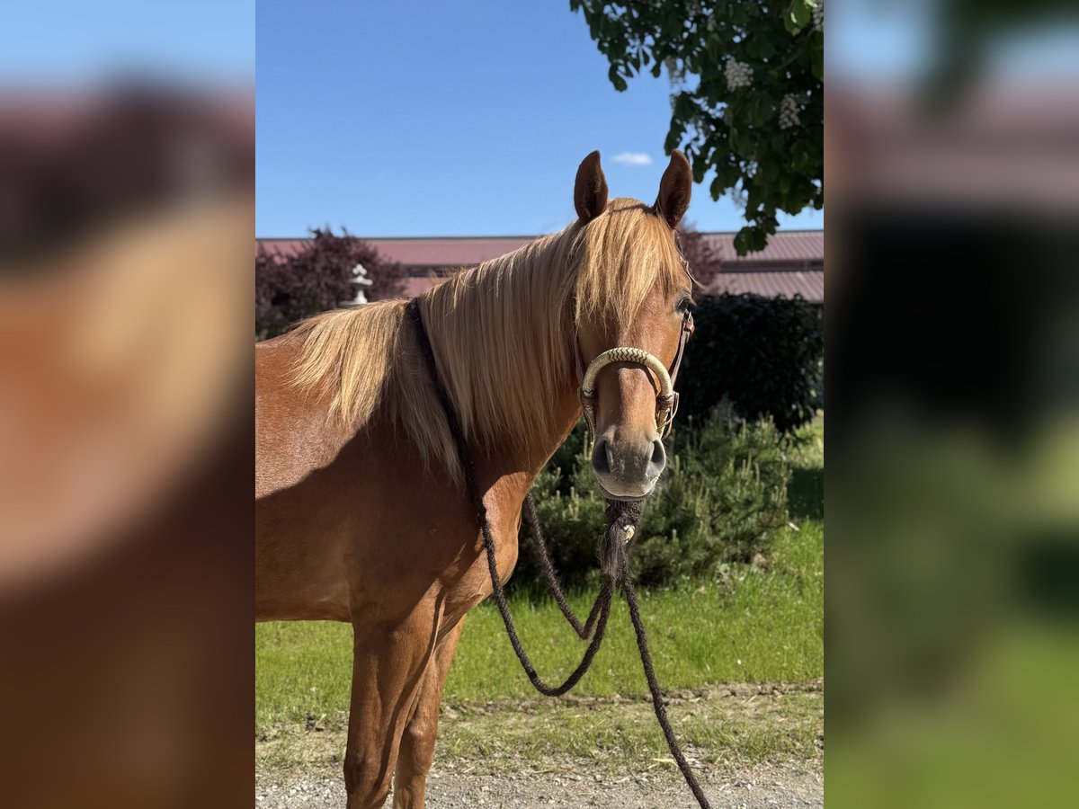 Knabstrupper Wallach 3 Jahre 156 cm Fuchs in Achstetten