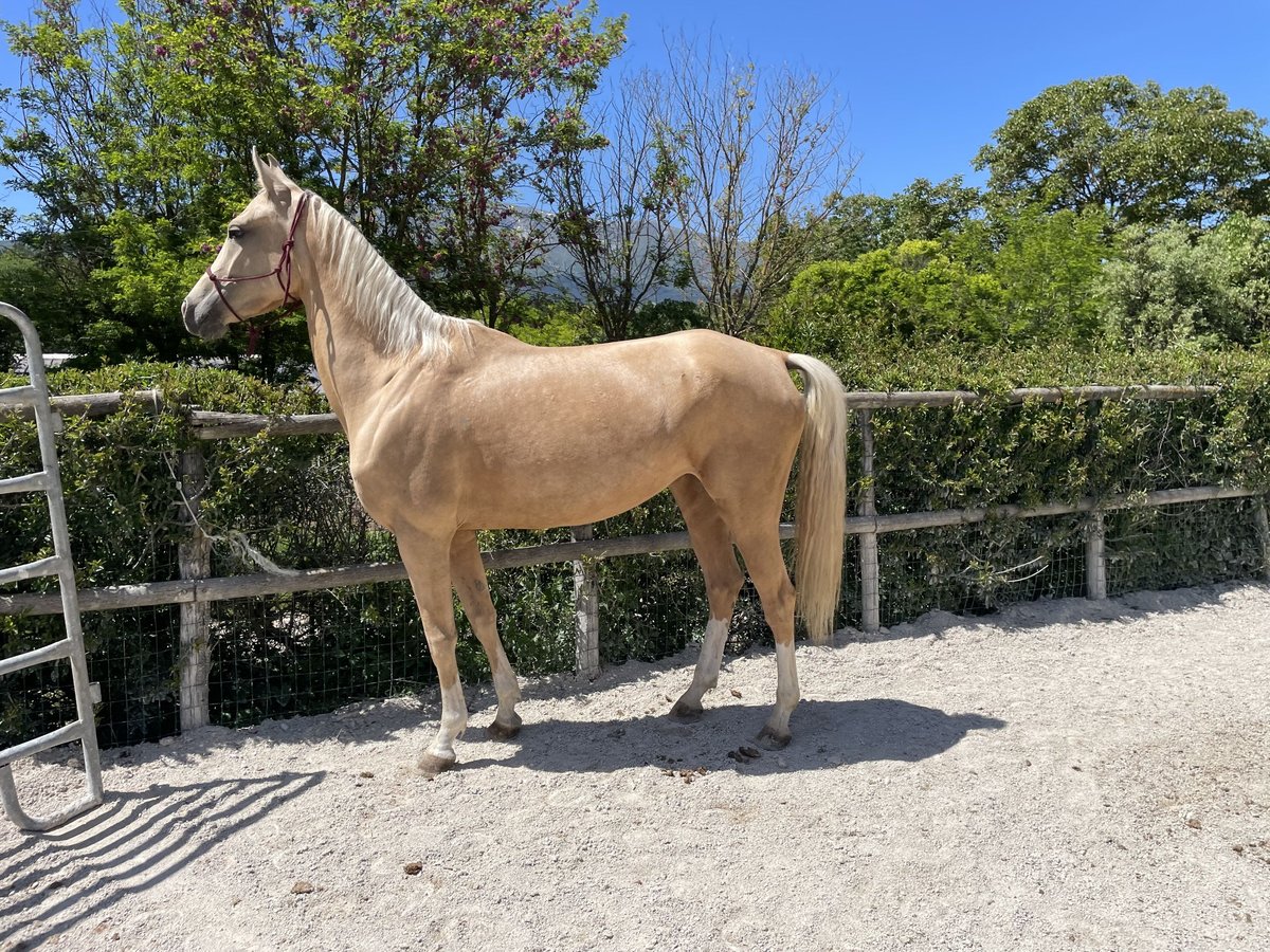 Koń achał-tekiński Klacz 4 lat 160 cm Izabelowata in Arischia