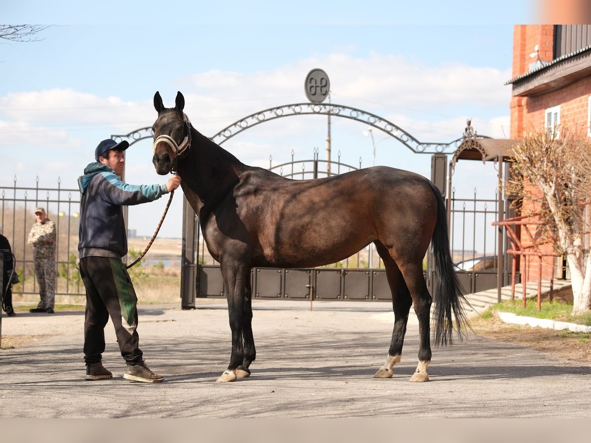 Koń achał-tekiński Klacz 9 lat 160 cm Gniada in Karaganda