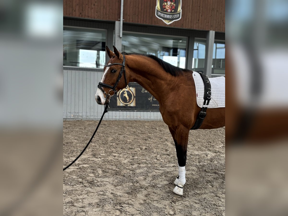 Koń achał-tekiński Wałach 4 lat 165 cm Gniada in Ovelgönne
