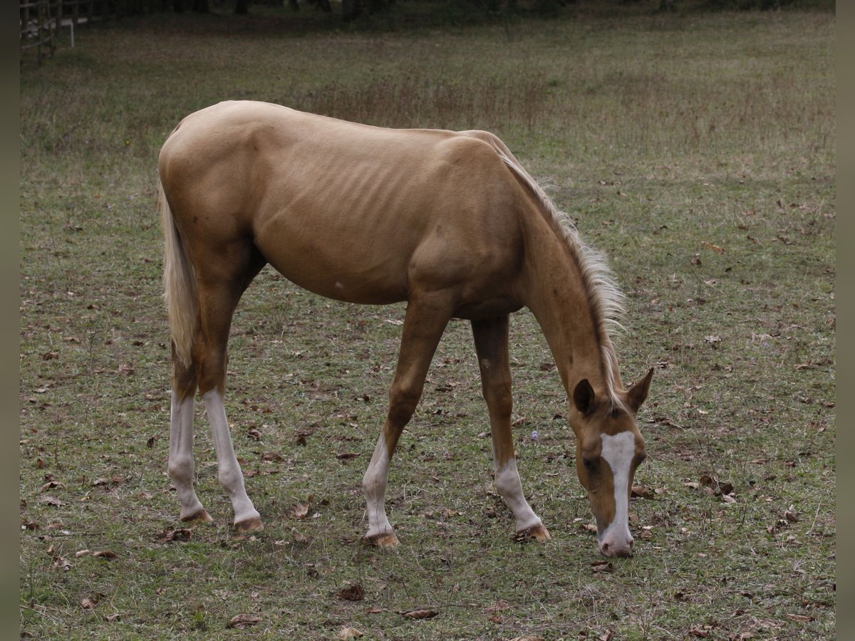 Koń achał-tekiński Ogier 1 Rok Cremello in verteillac