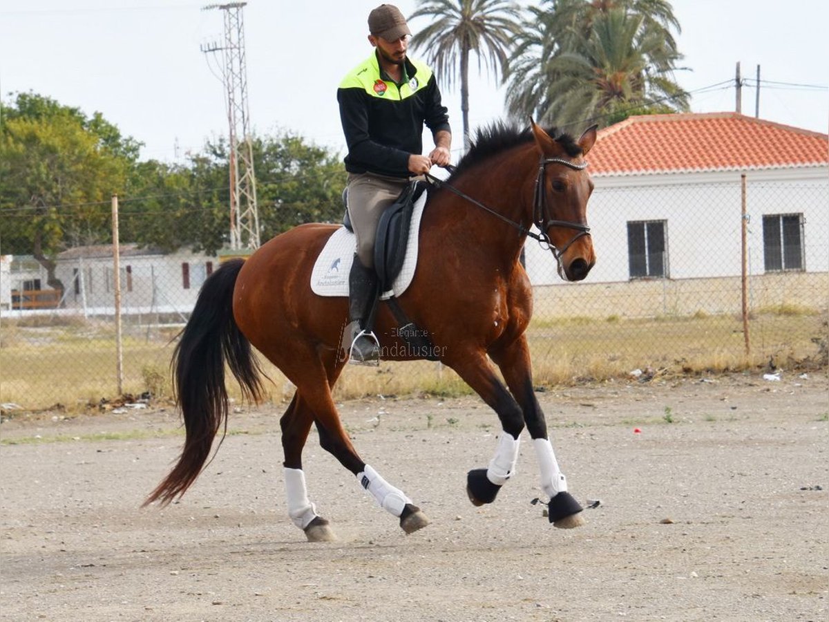 Koń andaluzyjski Klacz 10 lat 158 cm Gniada in Provinz Malaga