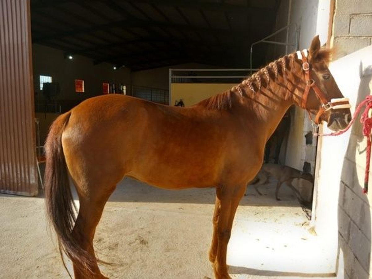 Koń andaluzyjski Klacz 11 lat 147 cm Kasztanowata in Malaga