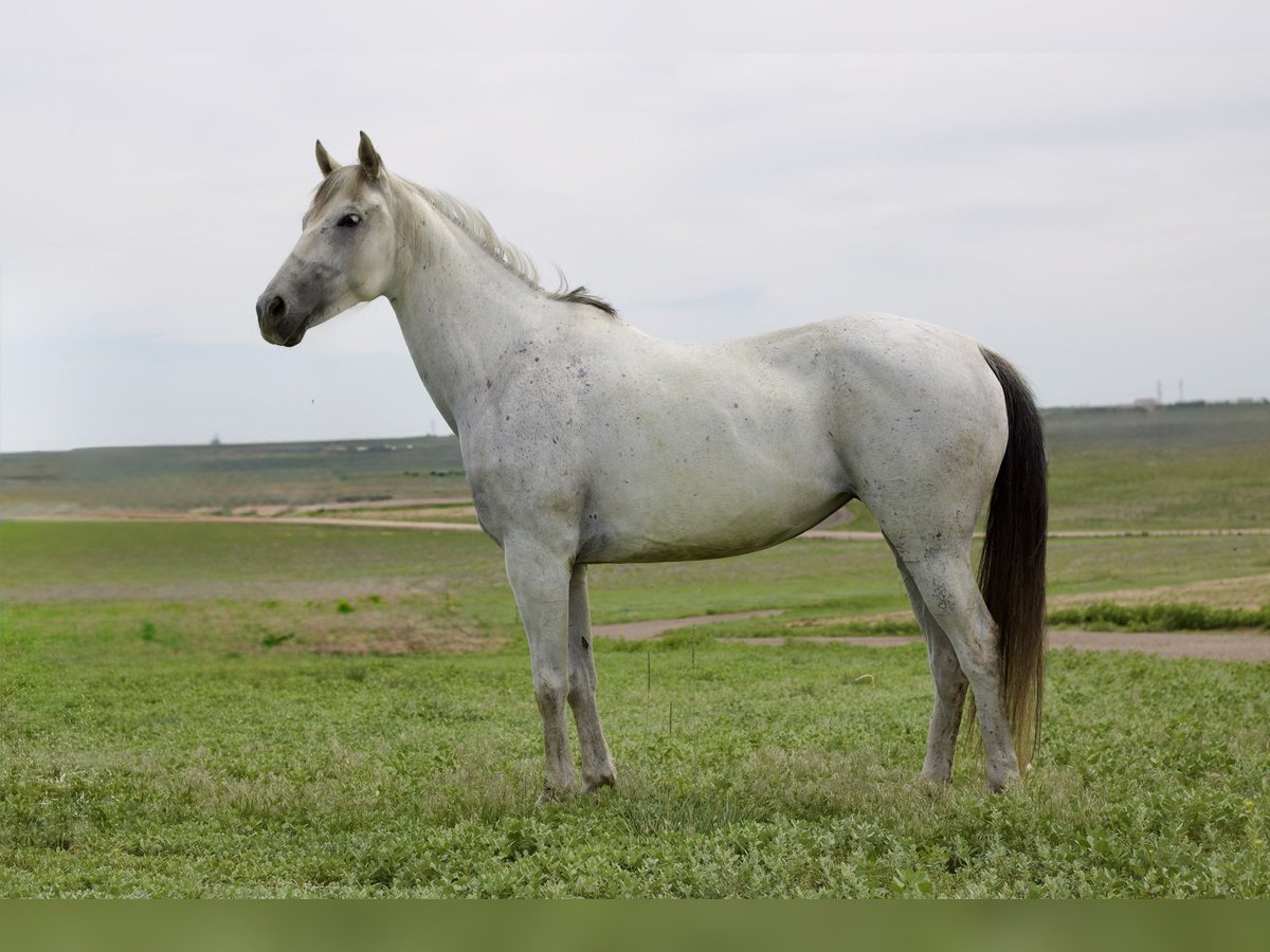Koń andaluzyjski Klacz 11 lat 155 cm Siwa in Fort Collins, CO