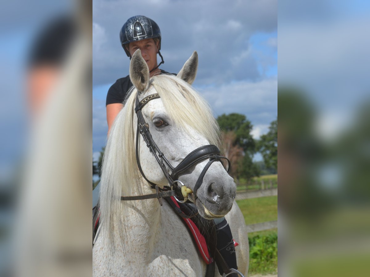 Koń andaluzyjski Klacz 11 lat 160 cm Siwa in Breda