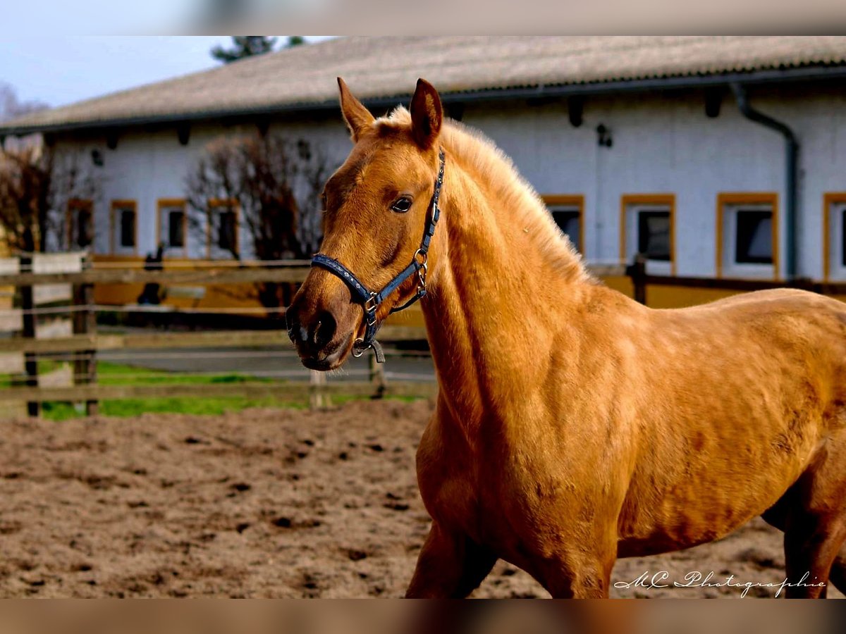Koń andaluzyjski Klacz 1 Rok 150 cm Izabelowata in Brandis