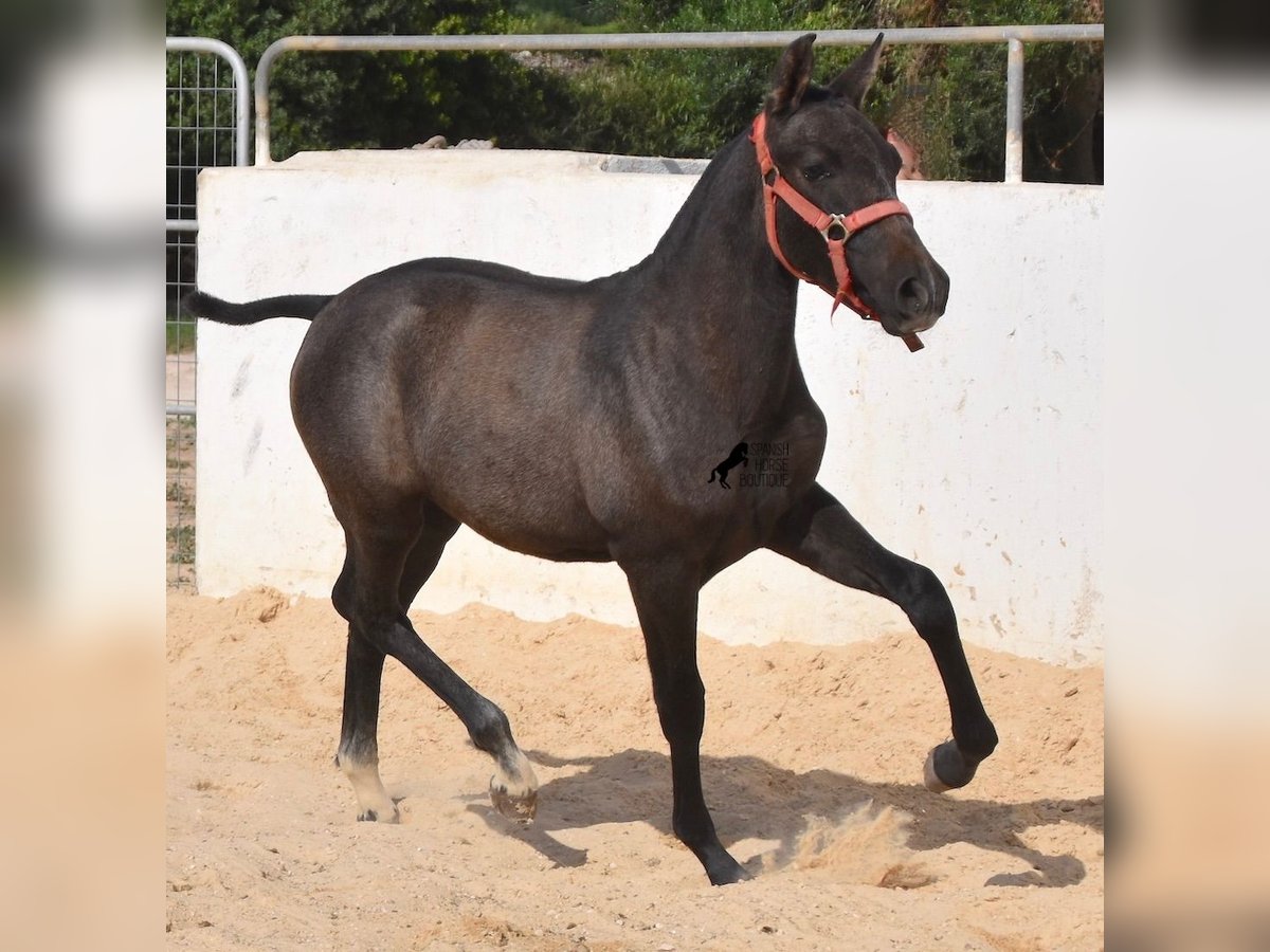 Koń andaluzyjski Klacz 1 Rok 160 cm Siwa in Menorca