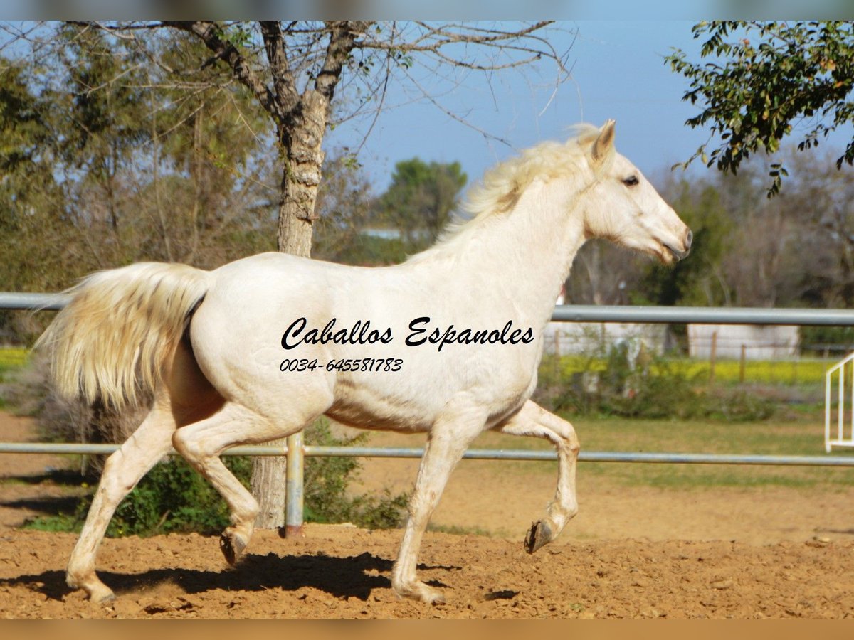 Koń andaluzyjski Klacz 3 lat 153 cm Cremello in Vejer de la Frontera