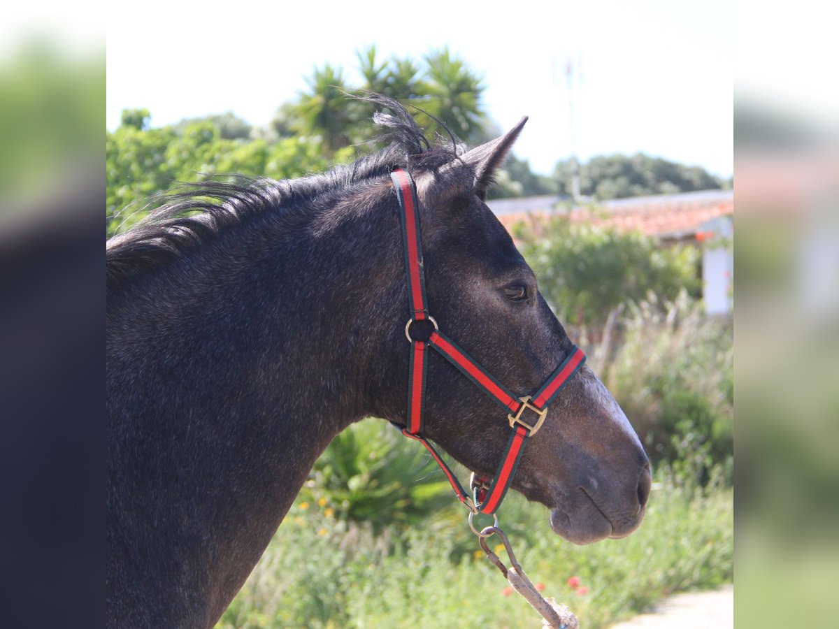 Koń andaluzyjski Klacz 3 lat 163 cm Siwa in Vejer de la Frontera