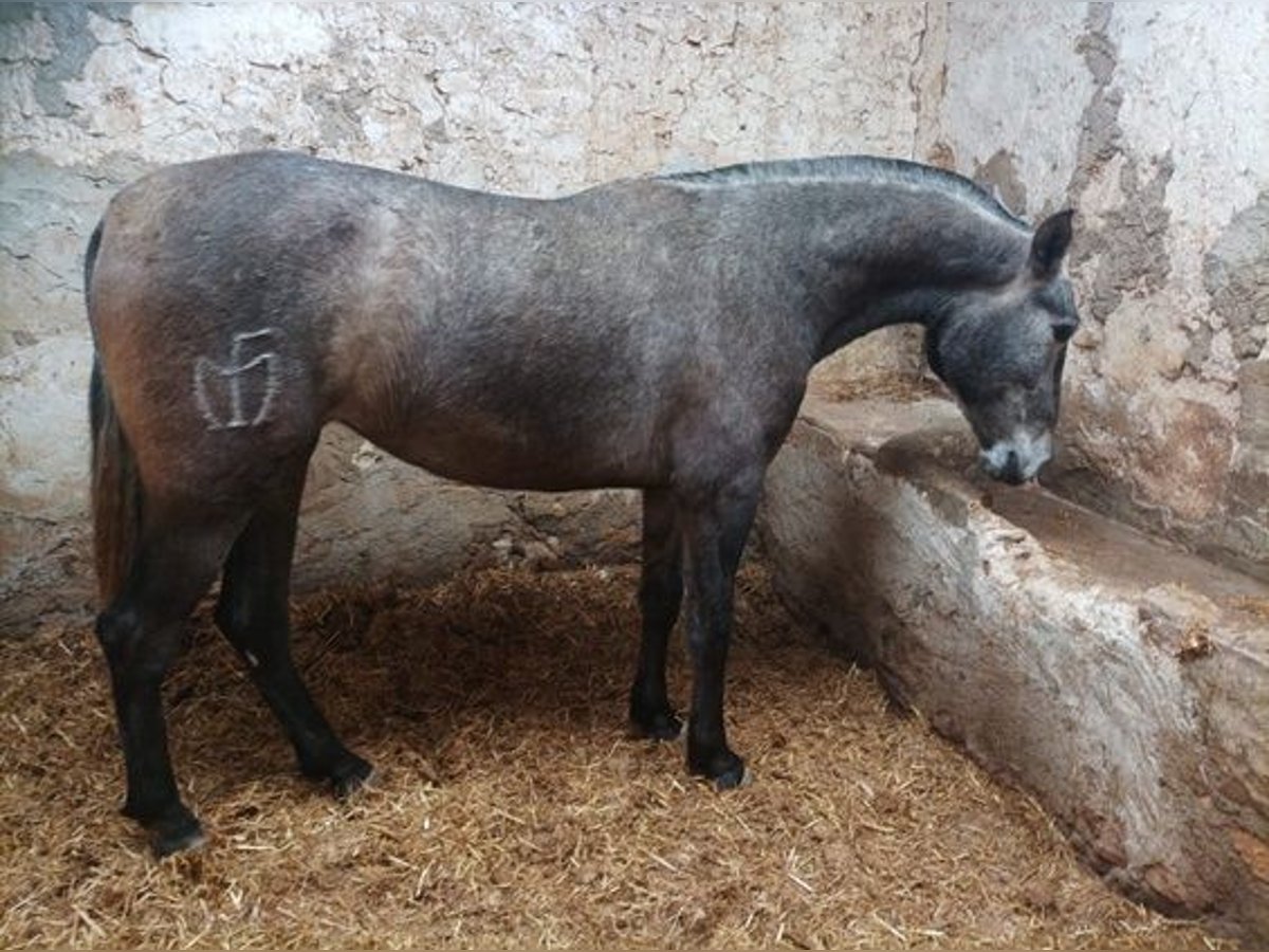 Koń andaluzyjski Klacz 3 lat 165 cm Siwa in Murcia