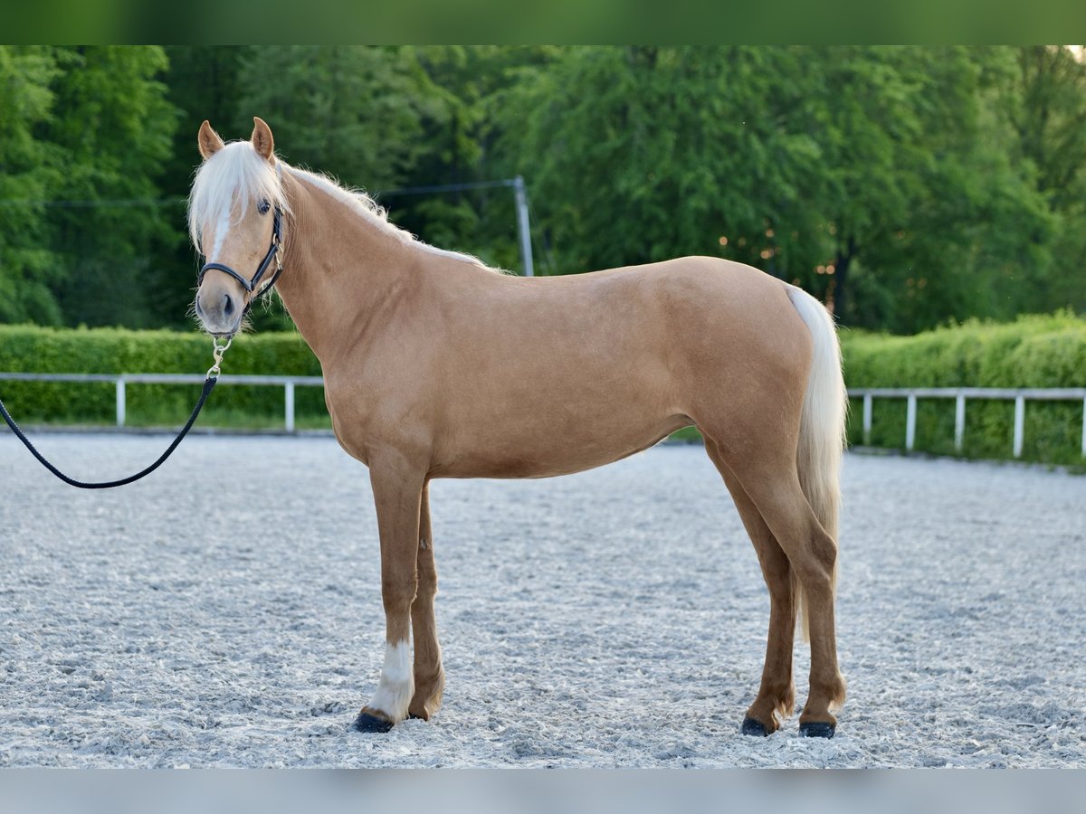 Koń andaluzyjski Klacz 4 lat 145 cm Izabelowata in Neustadt (Wied)