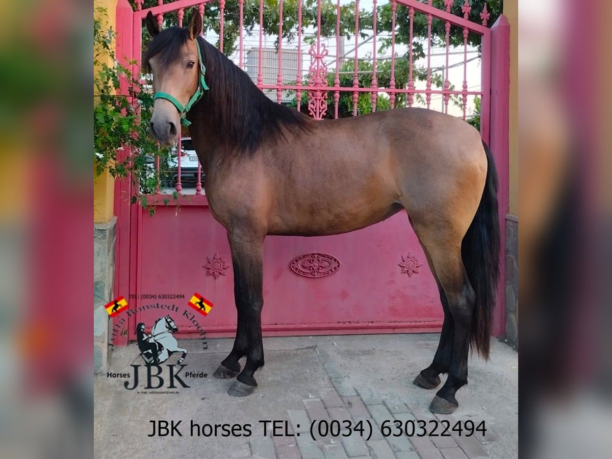 Koń andaluzyjski Klacz 4 lat 149 cm Bułana in Tabernas Almeria
