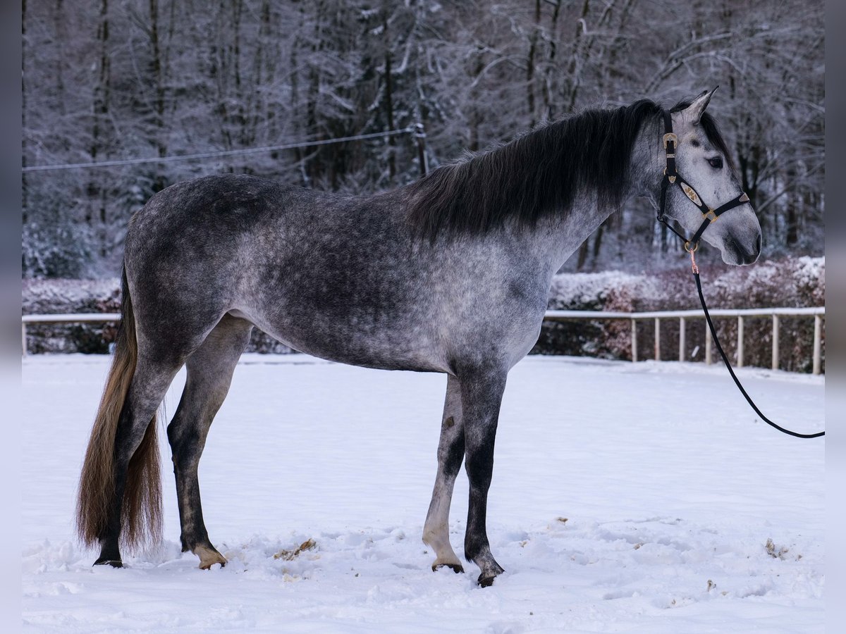 Koń andaluzyjski Klacz 4 lat 155 cm Siwa jabłkowita in Neustadt (Wied)