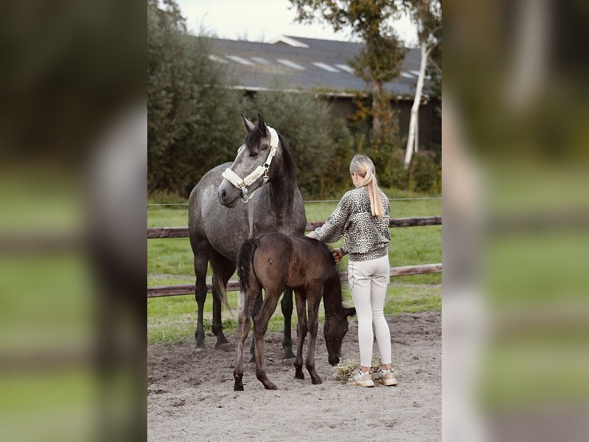 Koń andaluzyjski Mix Klacz 4 lat 156 cm Stalowosiwy in Oudewater