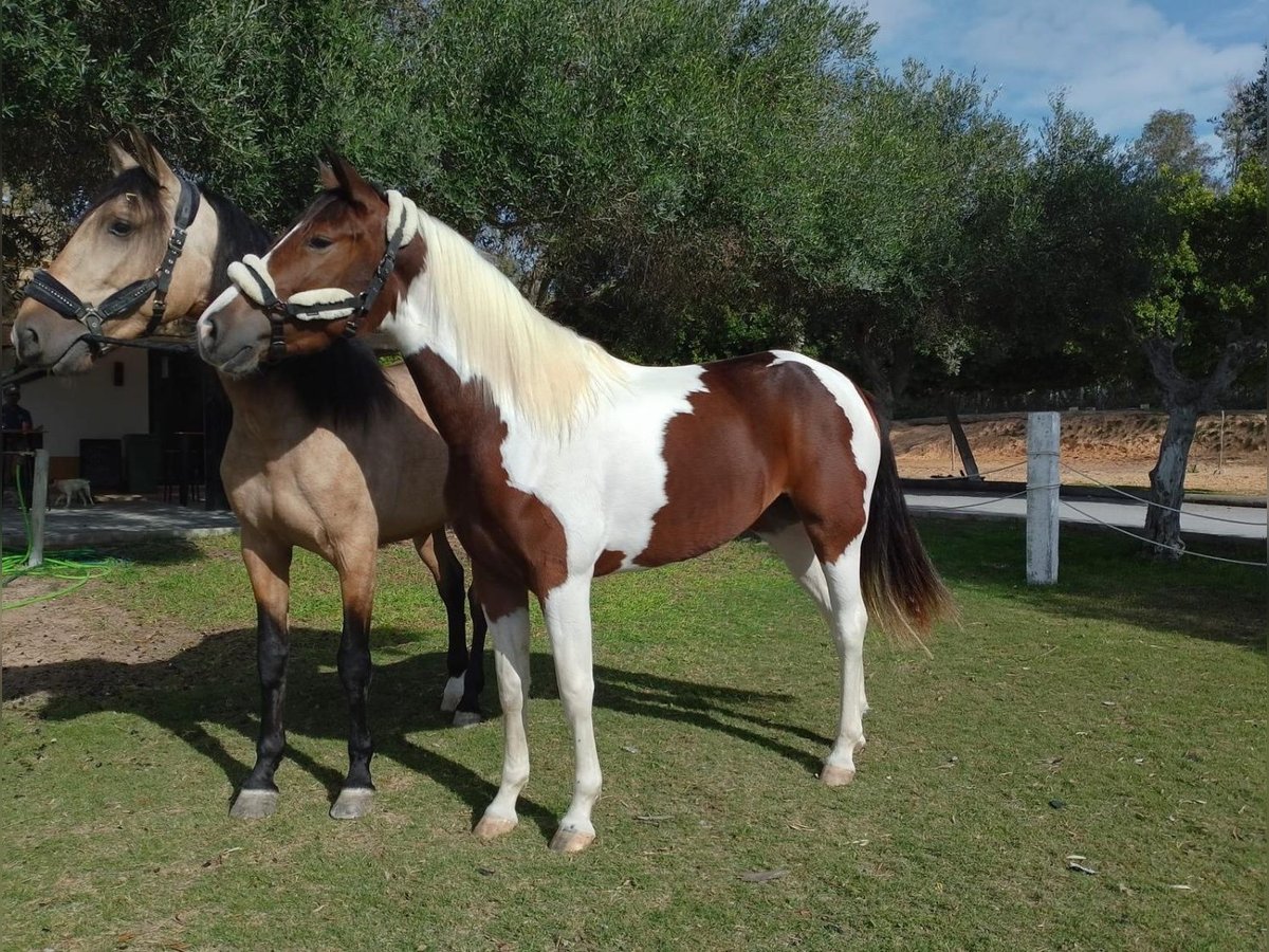 Koń andaluzyjski Klacz 4 lat 163 cm Tobiano wszelkich maści in Cadiz