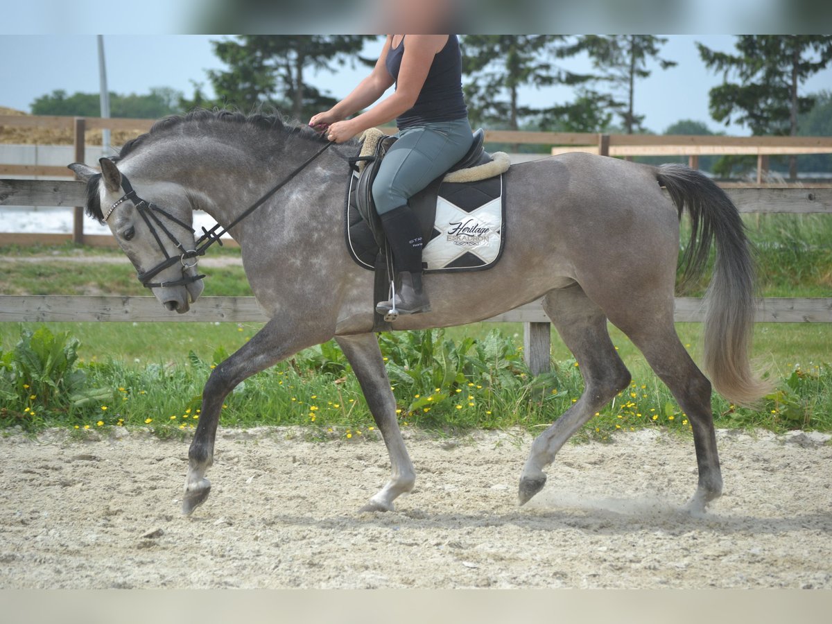 Koń andaluzyjski Klacz 5 lat 162 cm Siwa in Breda