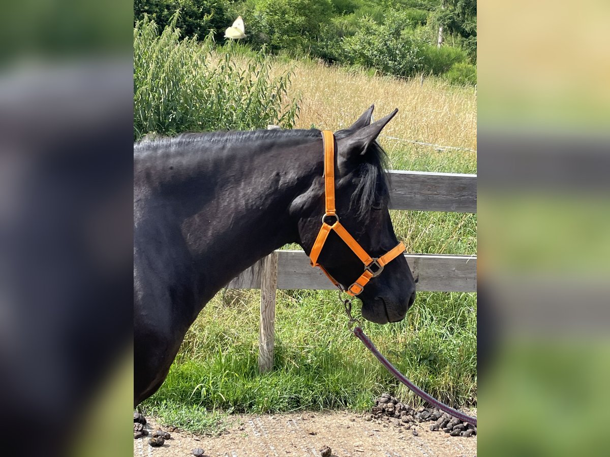 Koń andaluzyjski Mix Klacz 6 lat 148 cm Kara in Heinzenberg