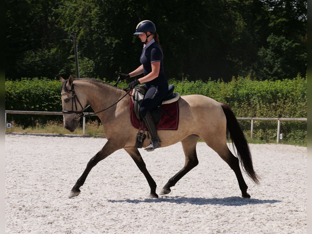 Koń andaluzyjski Klacz 6 lat 153 cm Bułana in Neustadt (Wied)