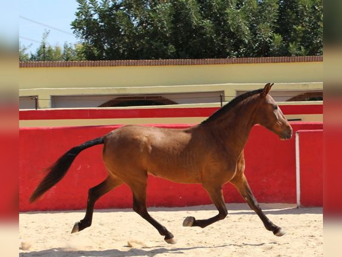 Koń andaluzyjski Klacz 6 lat Gniada in Badajoz