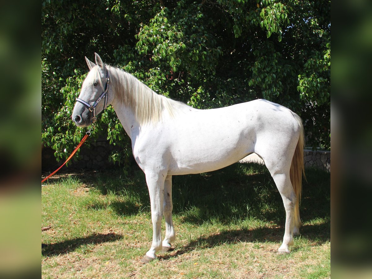 Koń andaluzyjski Klacz 7 lat 153 cm Siwa in Vejer de la Frontera