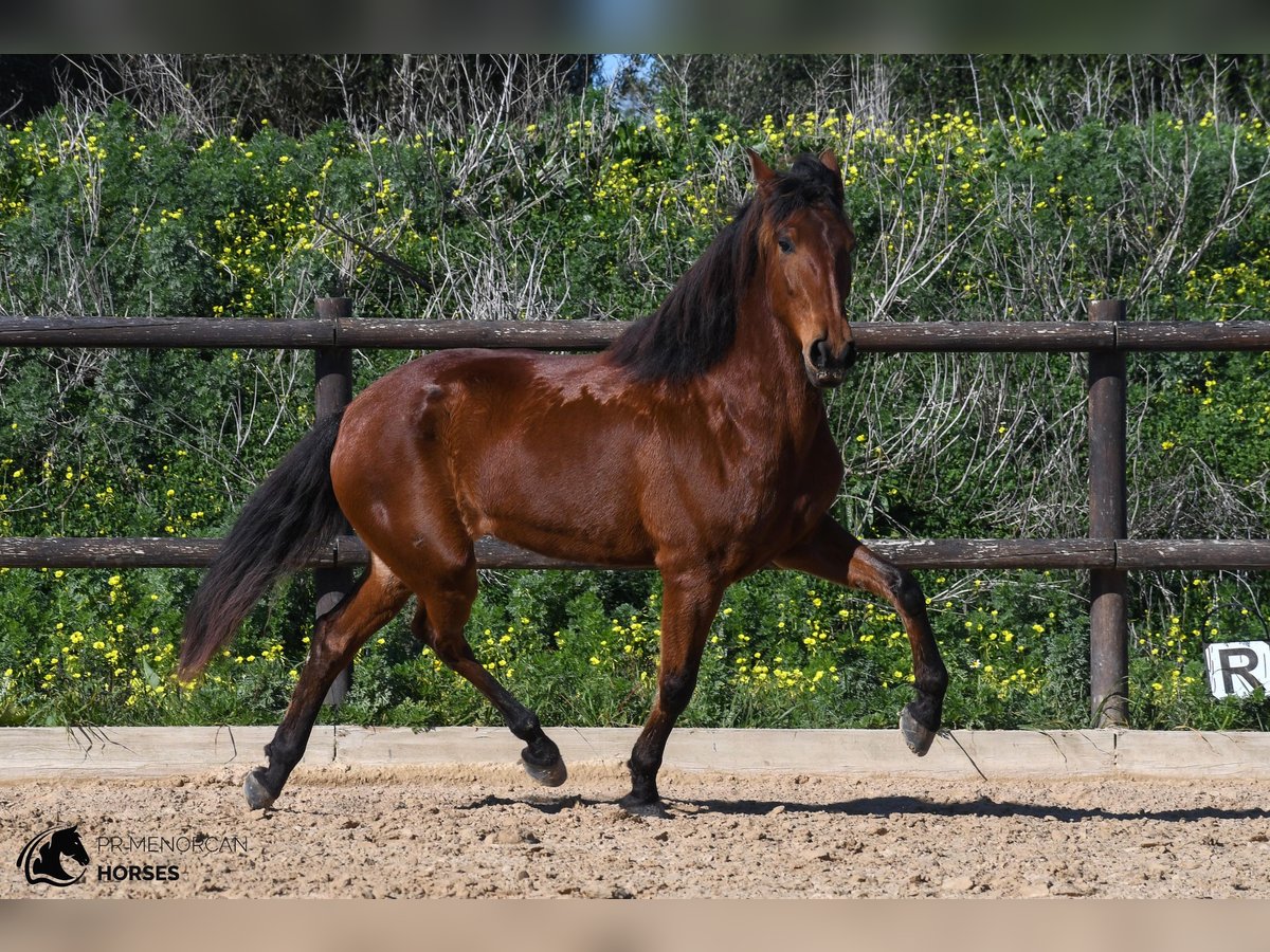 Koń andaluzyjski Klacz 7 lat 158 cm Gniada in Menorca
