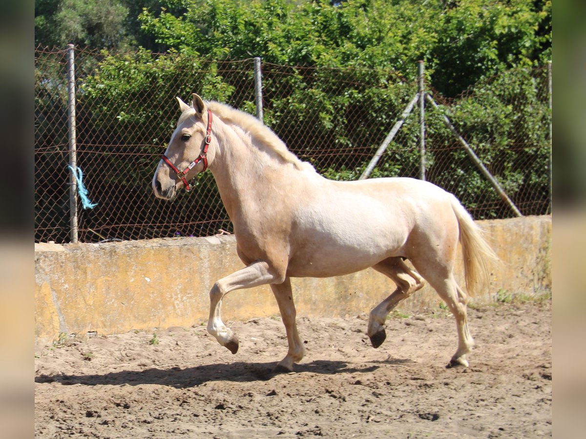 Koń andaluzyjski Klacz 8 lat 161 cm Izabelowata in Vejer de la Frontera