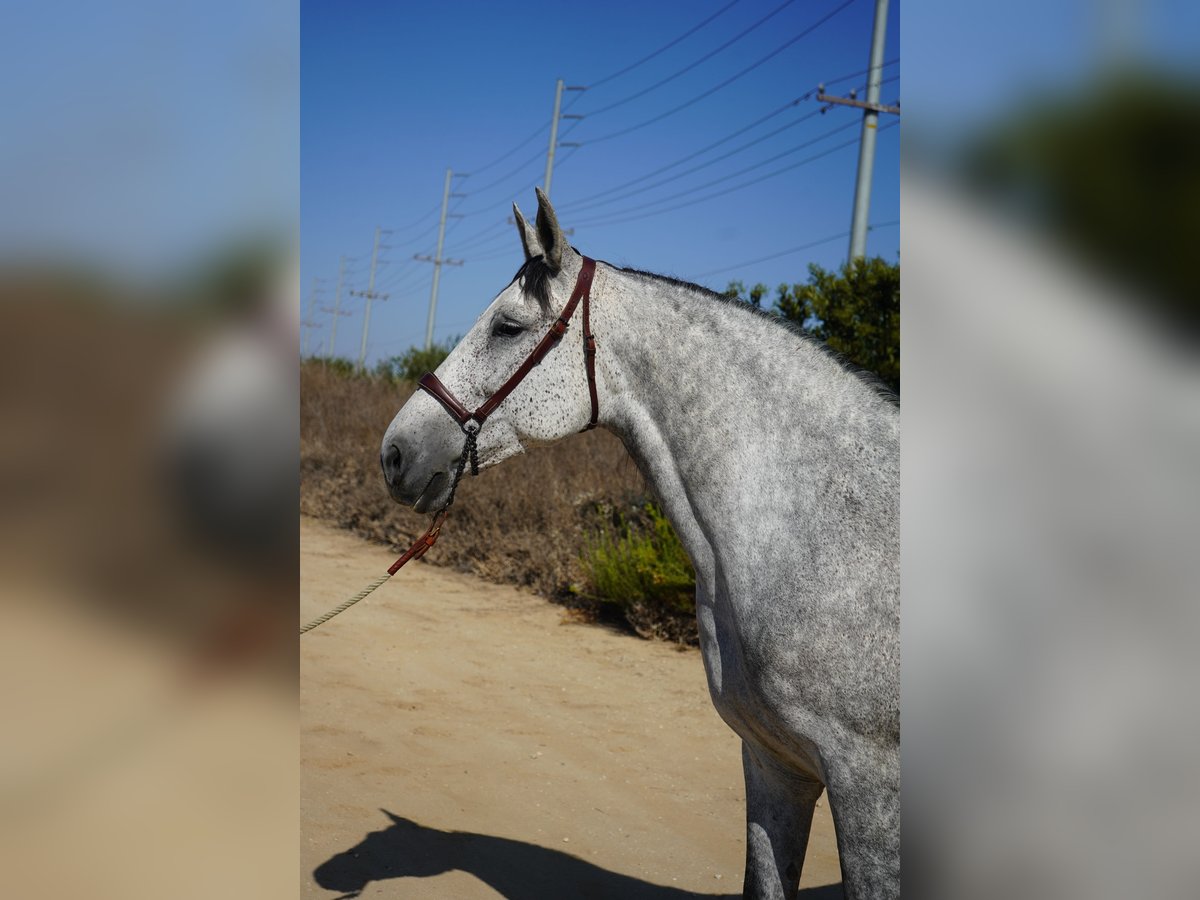 Koń andaluzyjski Klacz 9 lat 163 cm Siwa in Corona, CA