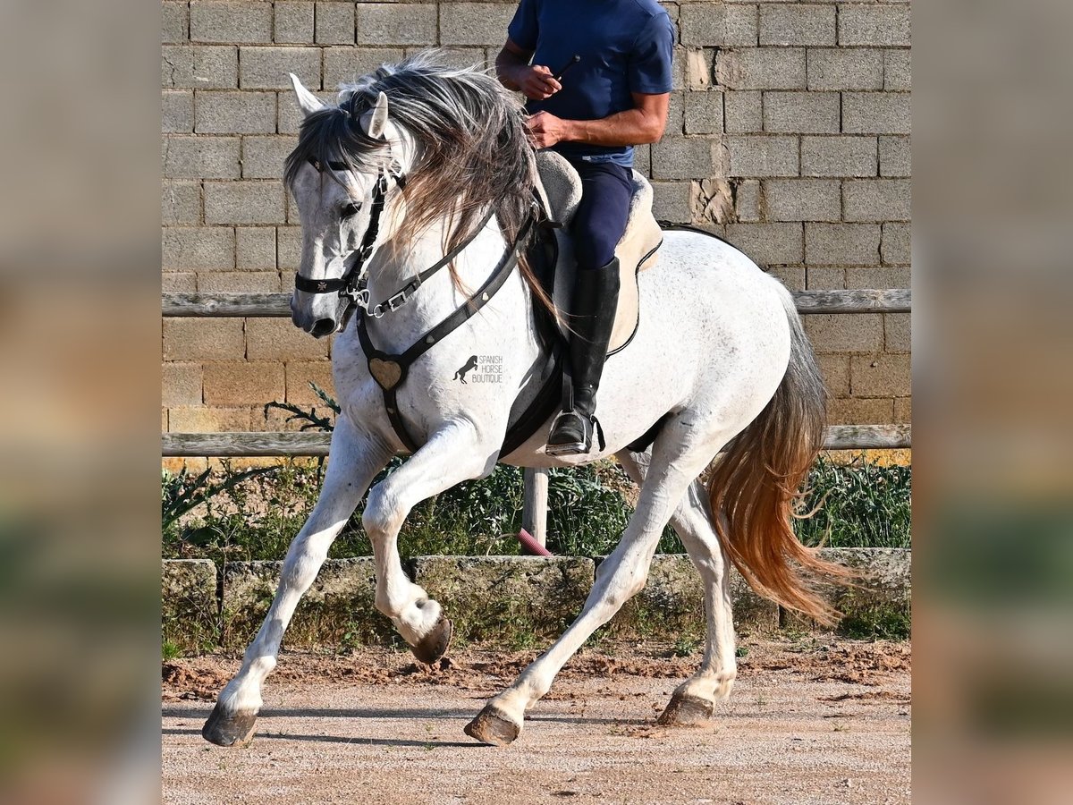 Koń andaluzyjski Mix Ogier 14 lat 163 cm Siwa in Menorca