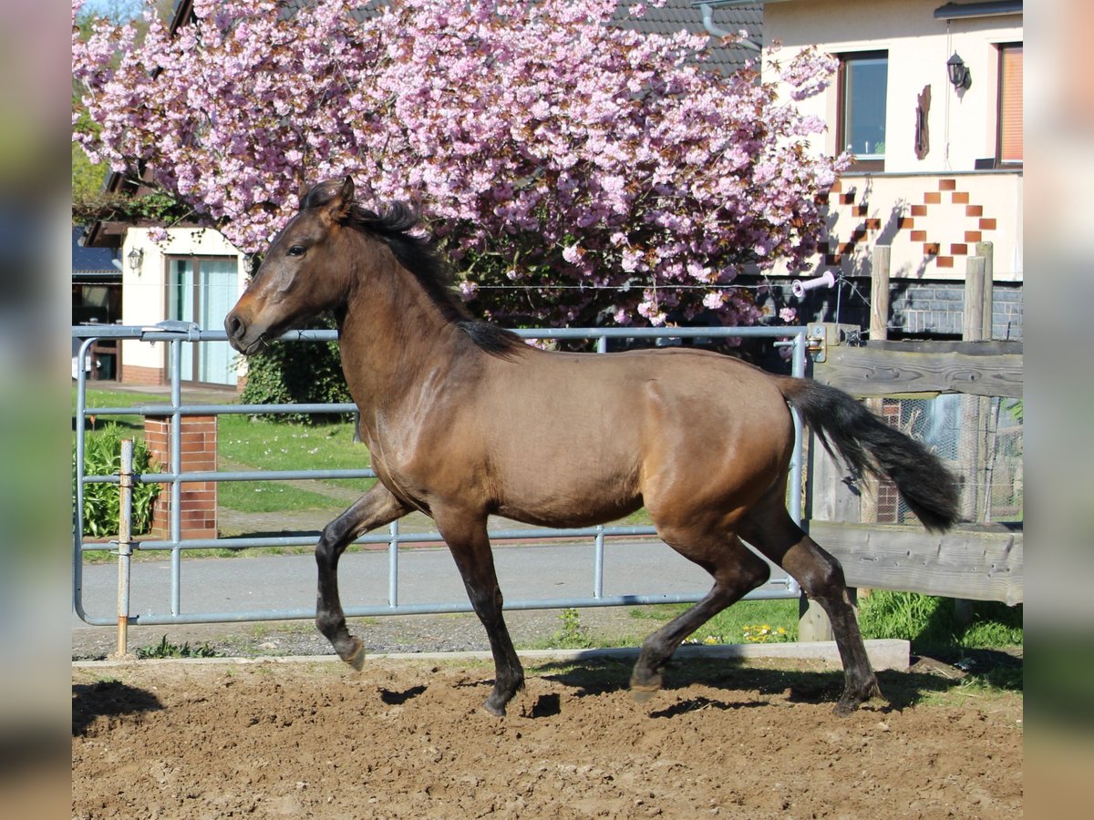 Koń andaluzyjski Ogier 1 Rok 142 cm Gniada in Rerik