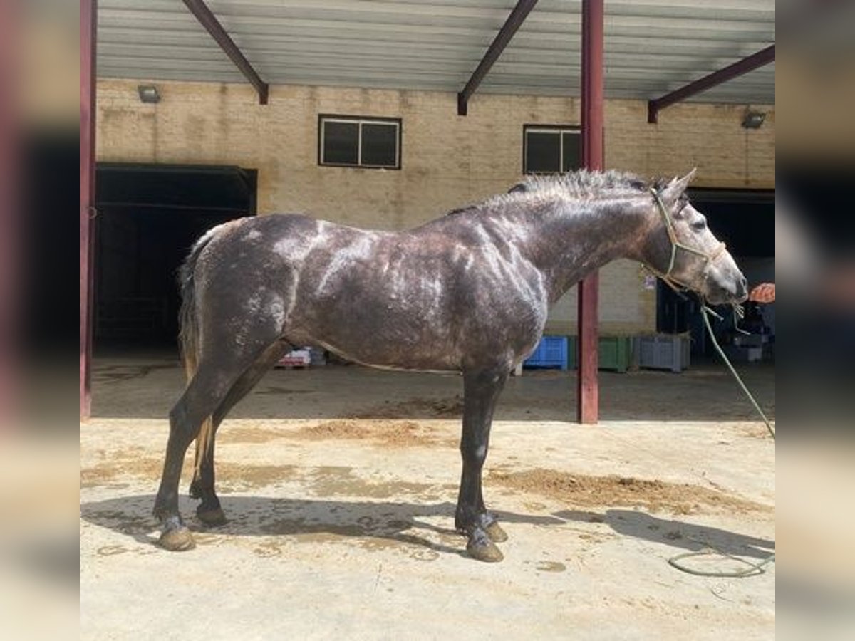 Koń andaluzyjski Ogier 2 lat 150 cm Siwa in Huelva