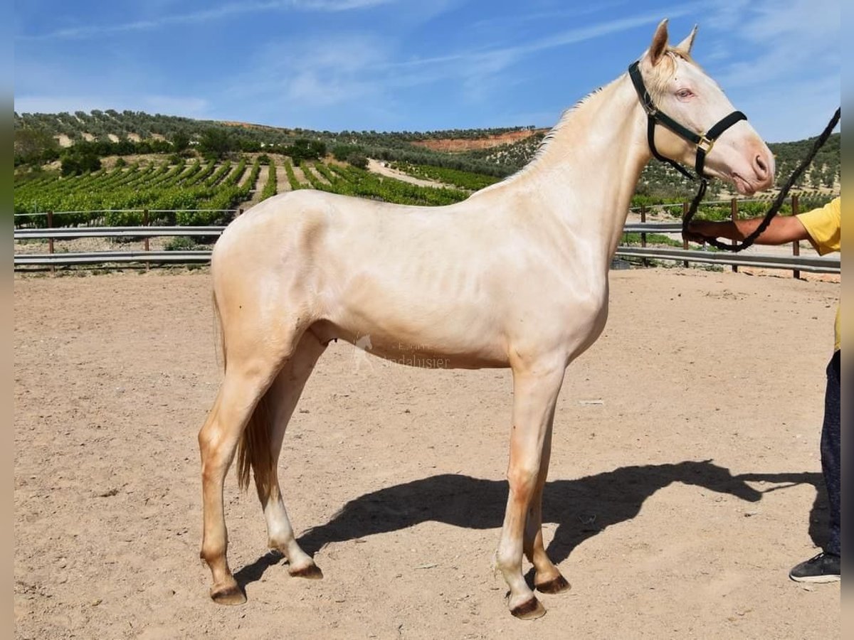 Koń andaluzyjski Ogier 2 lat 152 cm Perlino in Provinz Cordoba
