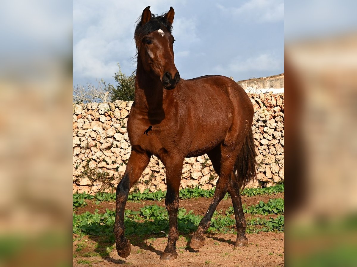 Koń andaluzyjski Ogier 2 lat 154 cm Gniada in Menorca
