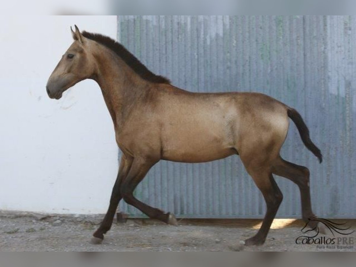 Koń andaluzyjski Ogier 2 lat Jelenia in Barcelona