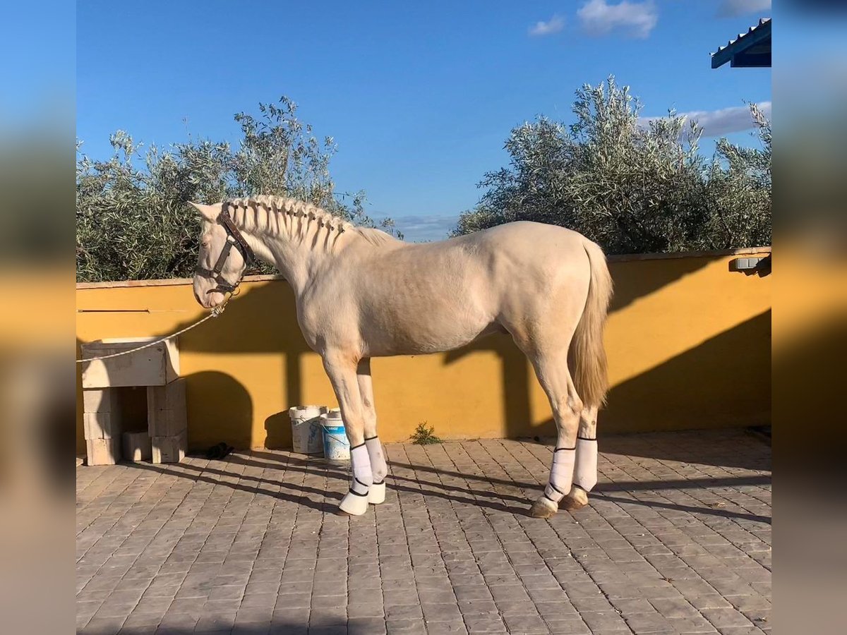 Koń andaluzyjski Ogier 3 lat 157 cm Cremello in Valencia