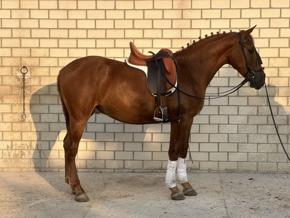 Koń andaluzyjski Ogier 3 lat 164 cm Kasztanowata in Villaviciosa de odon