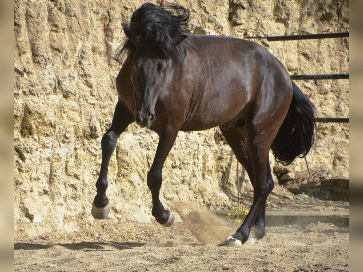 Koń andaluzyjski Ogier 4 lat 160 cm in Krumbach