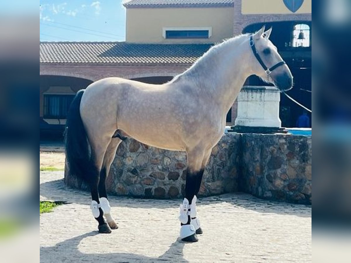 Koń andaluzyjski Ogier 5 lat 157 cm Bułana in Tarifa