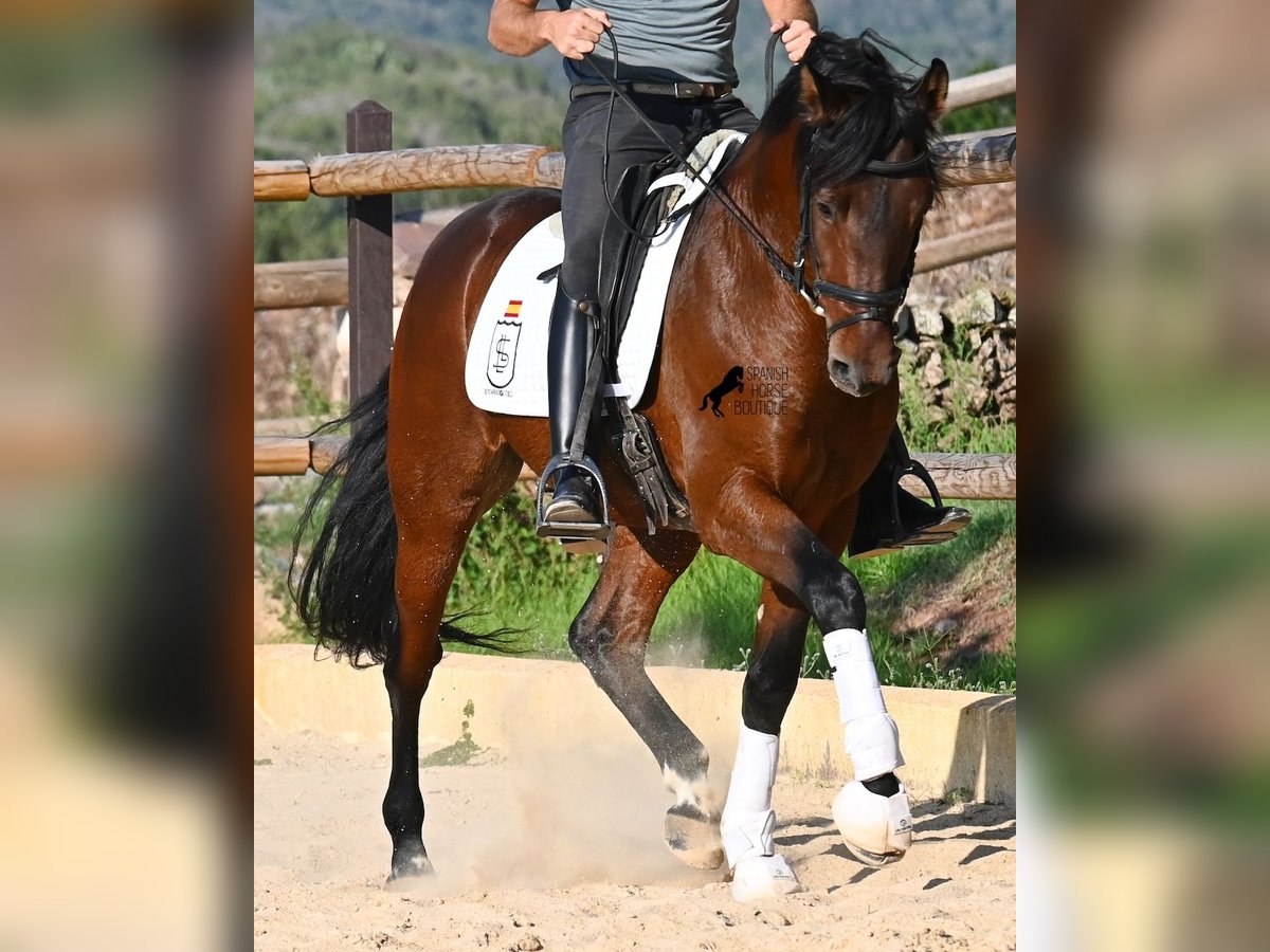 Koń andaluzyjski Ogier 5 lat 157 cm Gniada in Menorca