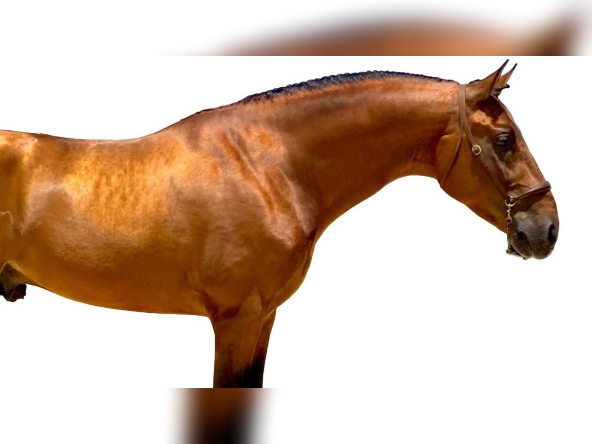 Koń andaluzyjski Ogier 5 lat 167 cm Gniada in Roßdorf